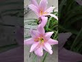 🌸 Fairy Lily Flowers in Full Bloom | Beautiful Summer Flowers #Shorts#FairyLily #FloweringPlants