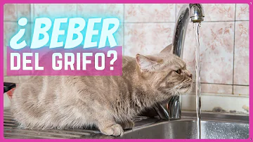 ¿Prefieren los gatos beber agua en movimiento?