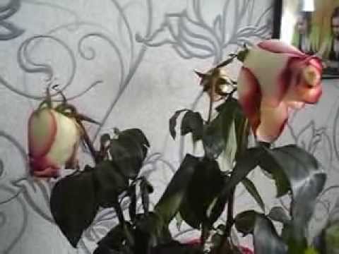 как оживить розы в вазе