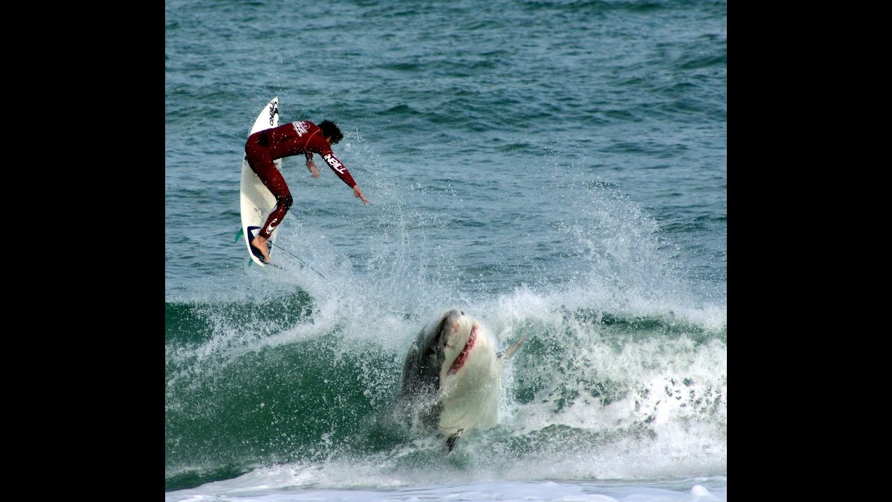 Top 5 Shark Attack Beaches