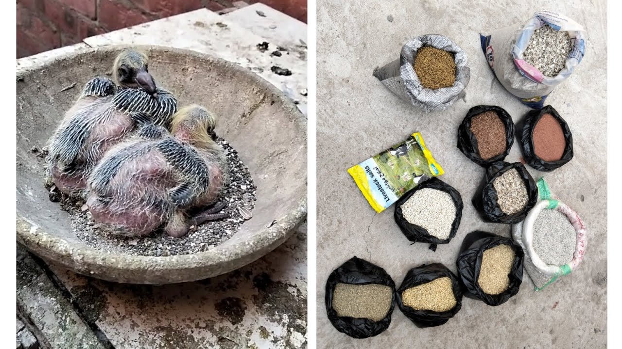 اقوي تحديقه بزور تبدء بيها موسم الفرخ اللهم بارك 🕊️🕊️🐣🐣🦜