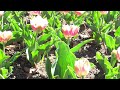 Tulip Festival ottawa , ontario