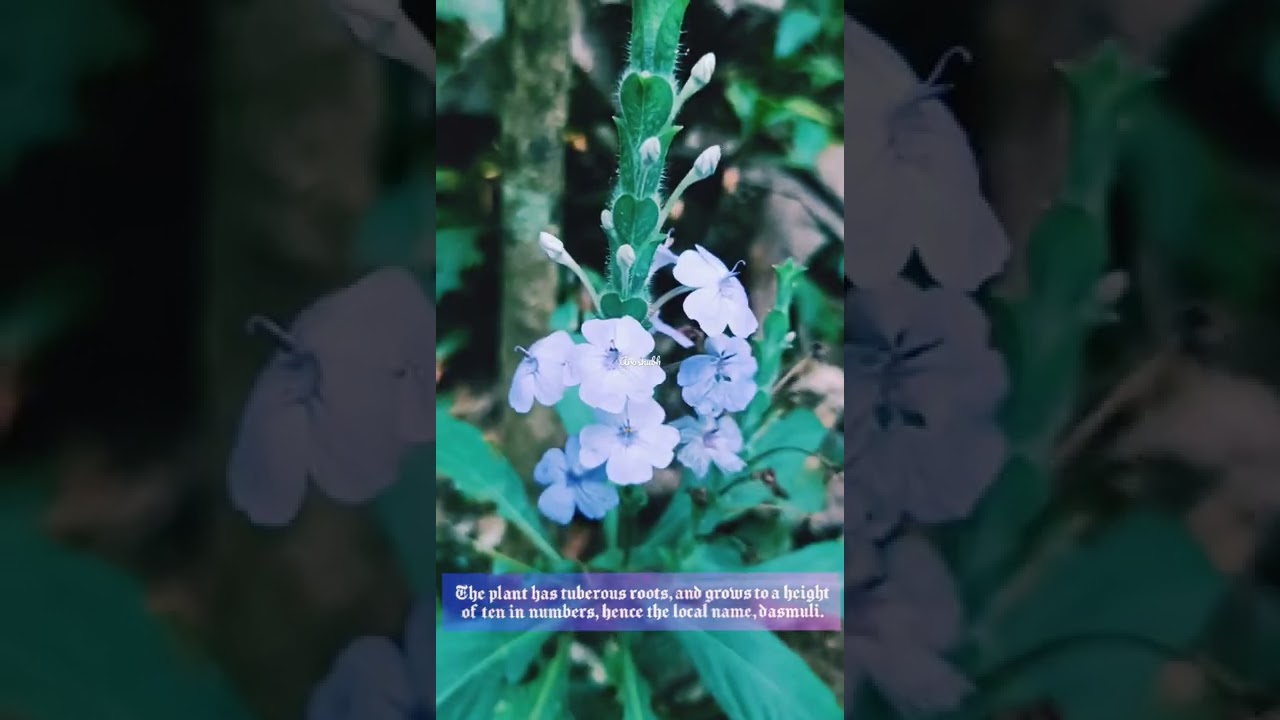 blue eranthemum ..purple Beauty 🌍Goa India 