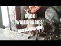 Vlog 17 Rock Walla&#39;Babies&#39;
