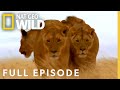 Pack hunters full episode  worlds deadliest