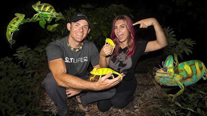 Catching Wild Chameleons in Florida!!