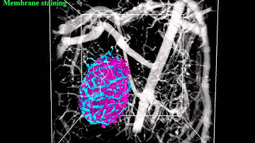 SunJin Lab, RapiClear 1.52: 3D Architecture of Mouse Islet