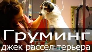 Груминг джек рассел терьера, тримминг джек рассела, стриппинг джек рассела(http://blog.thezoo.ru/ Смотрите наше видео по грумингу джек рассел терьера! Груминг джек рассела: тримминг, стрижка..., 2013-09-24T14:09:50.000Z)