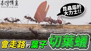 切葉蟻 Atta cephalotes.—世界上最神奇的螞蟻螞蟻明星系列【臺灣蟻窟】