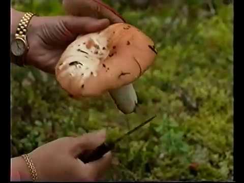 Video: Paistettu Boletus Boletus - Resepti Valokuvan Kanssa Askel Askeleelta. Kuinka Paista Haapa-sieniä?