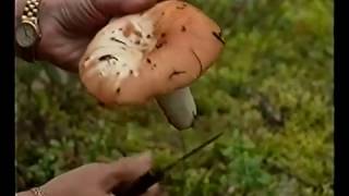 Pohjoisen parhaat sienet