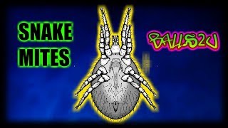 How to treat MITES fast!!!