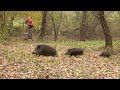 Hunting Serbia - Wild boar hunting | Lov na divlje svinje - Hrastovača II deo | Caccia ai cinghiali