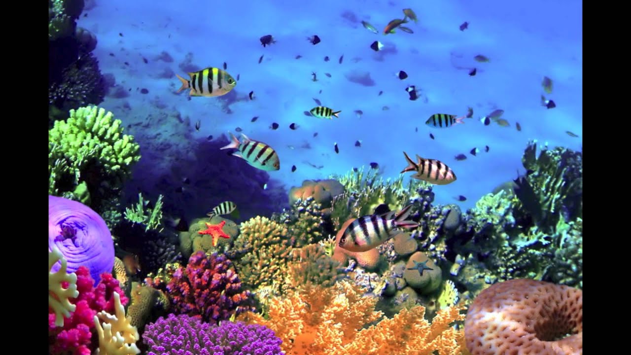 Der Karneval Der Tiere Aquarium Linus Aquarium by Saint-Saëns Piano Karneval der Tiere 2014 - YouTube