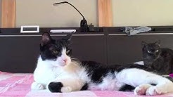 Kuruneko0214 Youtube