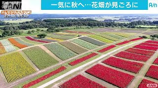 秋空に映える花のじゅうたん　大地に15万株咲き誇る(17/09/06)