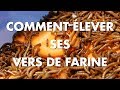 Comment lever facilement ses vers de farine