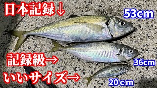 日本一大きいアジの甘味がやばかった