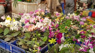 Indoor & Outdoor Plants Market In Kolkata | Summer Season Flower Plants Update At Tala Haat by Bangla No. 1 966 views 3 weeks ago 3 minutes, 11 seconds