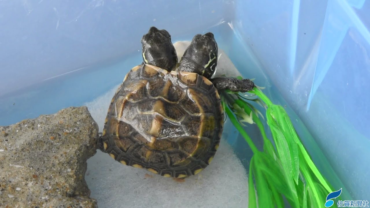 双頭のクサガメ（2021年6月25日） - YouTube