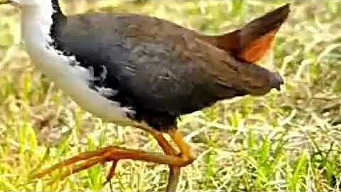 Suab dib qaib deg cuab tuaj zoo (Lub neej toj siab)