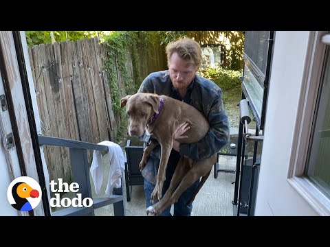 17-Year-Old Dog Wakes Her Foster Dad Up For Walks Every Morning | The Dodo Foster Diaries