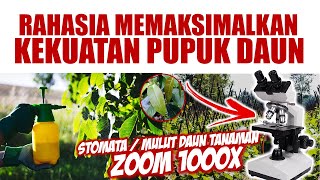 Rahasia Memaksimalkan Kekuatan Pupuk Daun