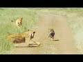 WARTHOG WALKS RIGHT INTO 2 LIONS