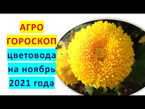 Video: Floristning Kuzgi Tashvishlari