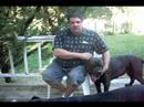 Cane Corso Dogs Buyers Guide