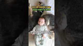 지친 하루 반려견이 건네는 따뜻한 위로의 말 세번째#강아지명언 #반려동물 #감성글귀