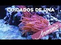 Cuidados de una anemona - Anemona burbuja (Entacmaea quadricolor) | AcuaTV