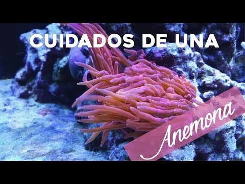 Video: Cómo Cuidar Las Anémonas Tubulares (subclase Ceriantharia)