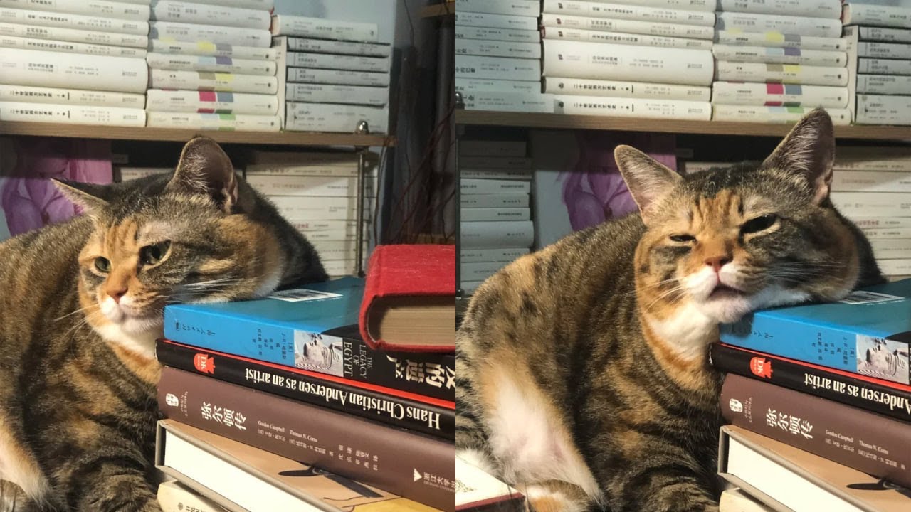 Кошки просто делают то, что у них получается лучше всего 🤣 Смешные видео с кошками 2025 🐱 Часть 10