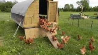 backyard chicken coop youtube 11
