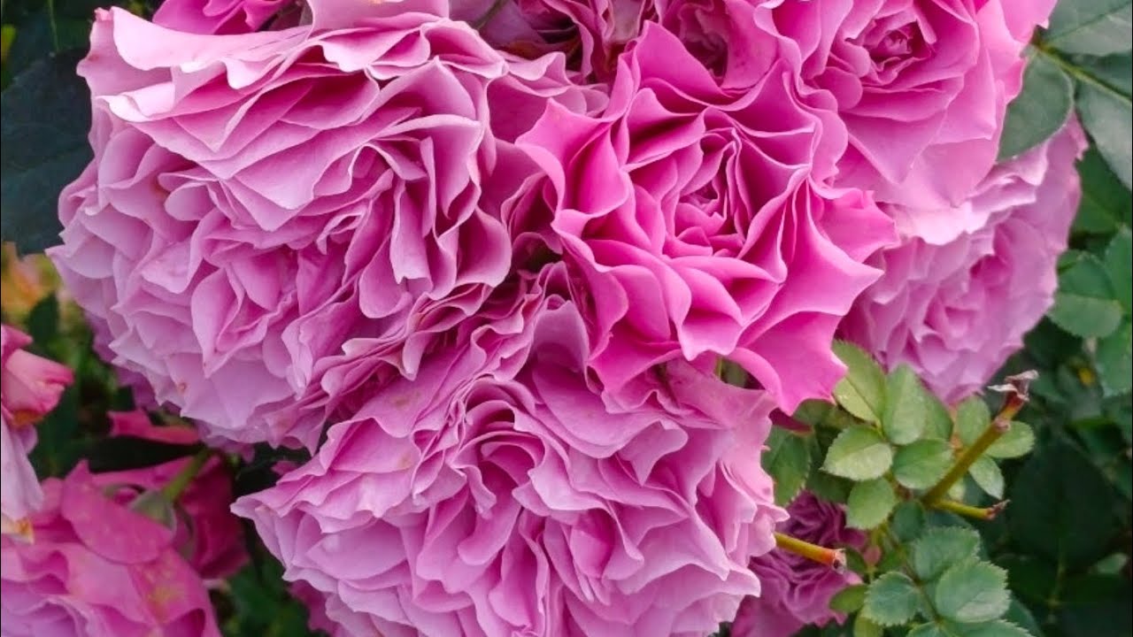 2월19일 목요일 01094941777문자주세요 사랑초 리갈제라늄 #어나더 스카이장미