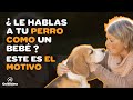 ¿A LOS PERROS LES GUSTA QUE LE HABLEMOS COMO SI FUERAN BEBÉS?