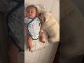 子供嫌いでも赤ちゃんには優しい愛犬に感動… #赤ちゃん #フレンチブルドッグ #愛犬 #shorts