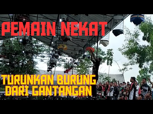 Piala Joko Tingkir I : Pemain Lovebird Nekat turunkan Burungnya dari gantangan! class=