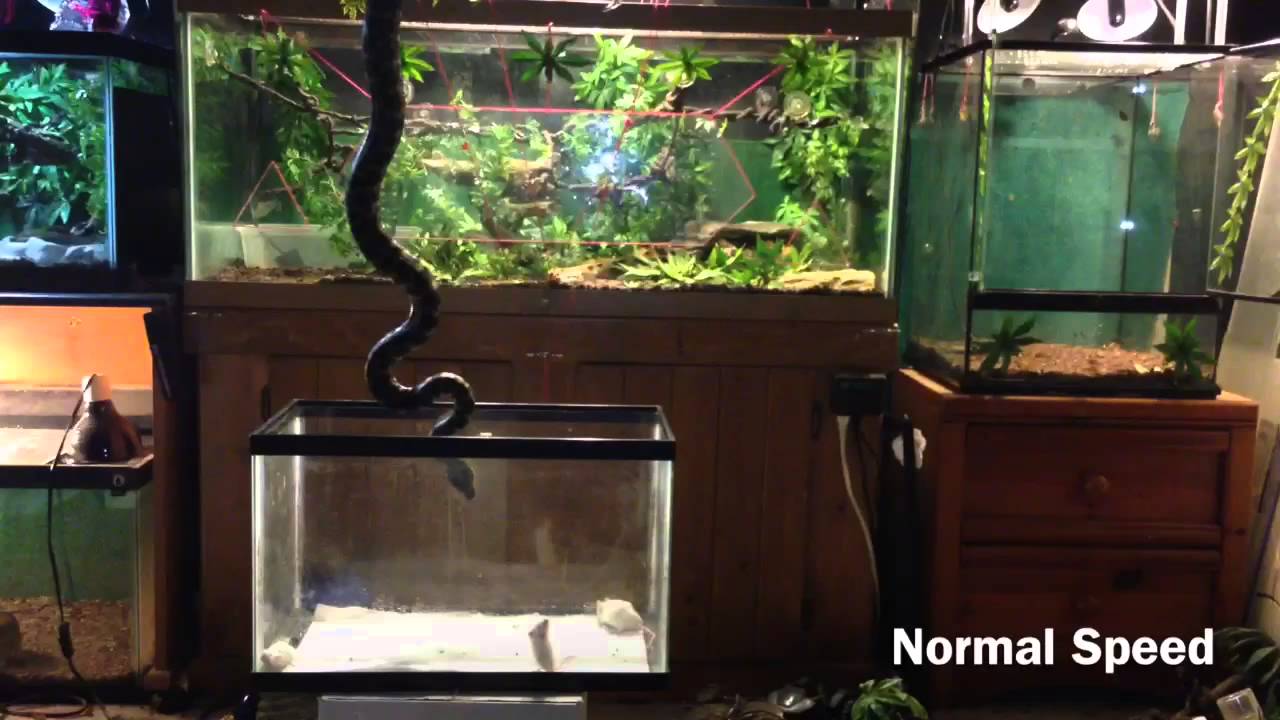 snake oil Python Captures 2 Mice with 1 Strike Slow Mo 500fps