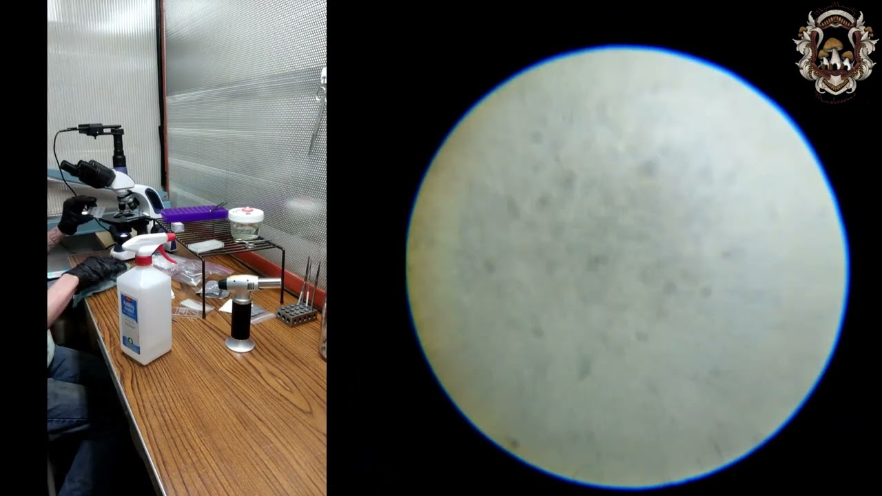 Making Serial Dilution's With a Hemocytometer for Single Spore Isolations in Sterile Conditions