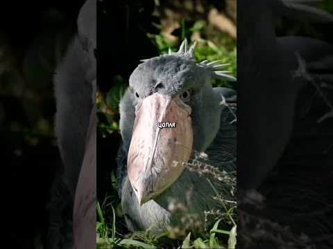 Кто такой китоглав #факты #животные #африка #природа