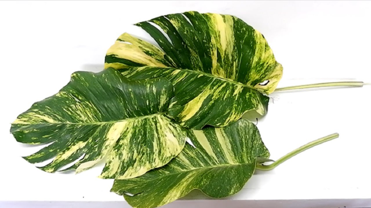 How to Grow and Care Giant Golden Pothos from Cuttings (Big Leaf Money