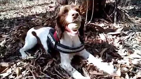 Taz & Missy OWAD Environment Koala conservation detection dogs 20 Feb 2019