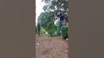 Shear Trimming a Spiral Juniper