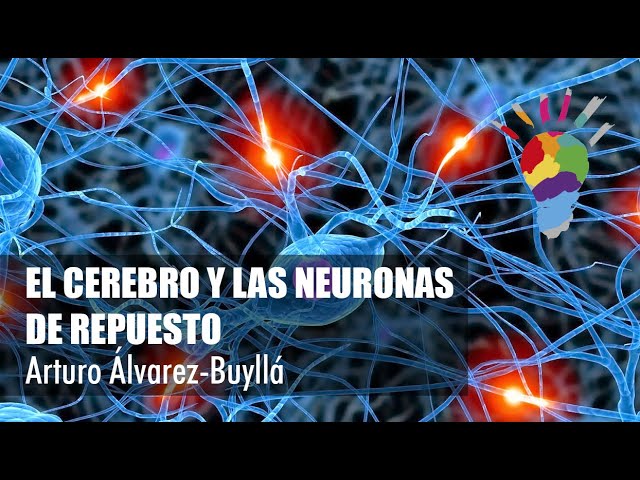 Antofagasta 2016. El cerebro y las neuronas de repuesto: Arturo Álvarez Buyllá.