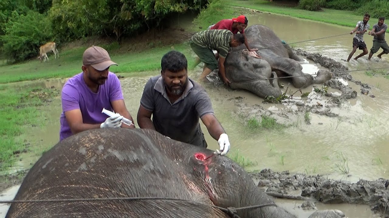 Injured Elephant Falls Into River — What Happened Next Will Melt Your Heart #india #animals - YouTube