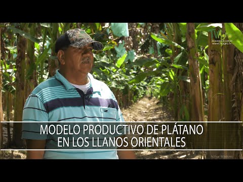 Video: ¿Qué es un plátano oriental? Consejos para cultivar un plátano oriental