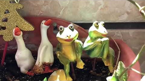 Taiwan 高雄 自家花園