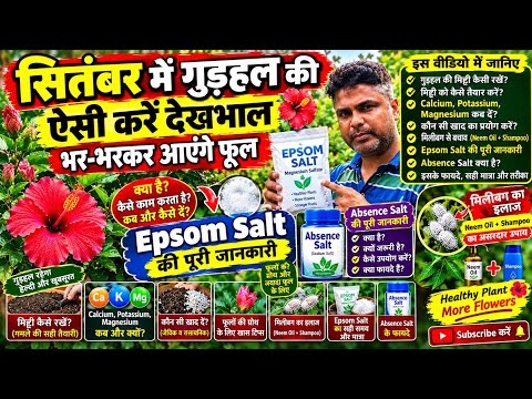 Why isn't your Hibiscus flowering? 🌺 Must-do 7 tasks for September | Complete guide to Epsom Salt...